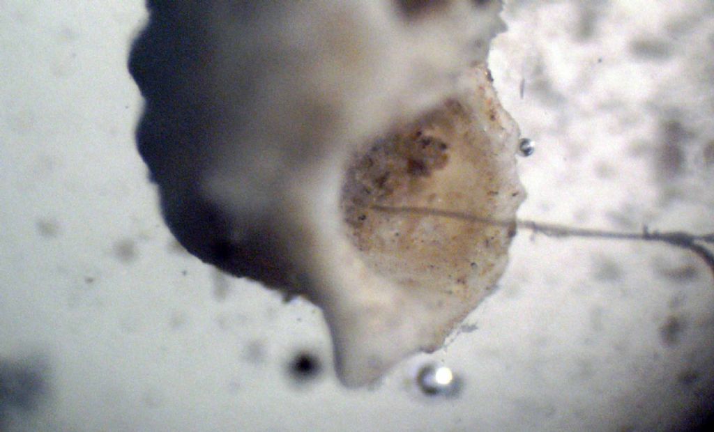 Microconchiglie plioceniche